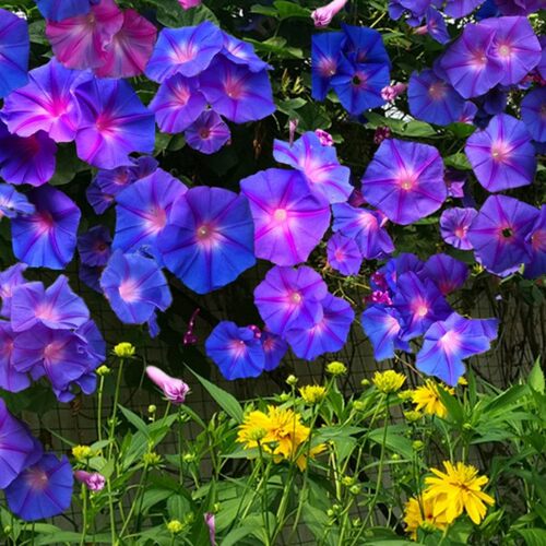 多年生宿根蓝色牵牛花