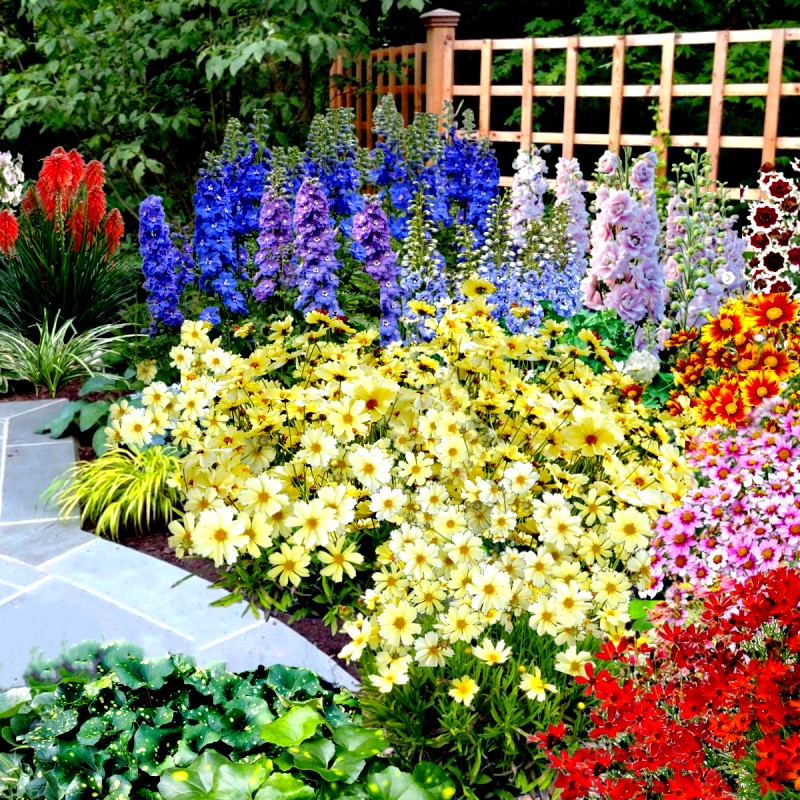 菊花花苗鲁虹金鸡菊宿根花园四季