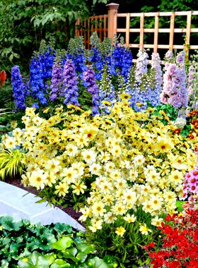 菊花花苗鲁虹金鸡菊宿根花园四季