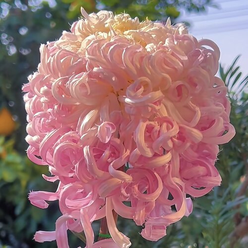 大菊菊花秋菊菊花苗