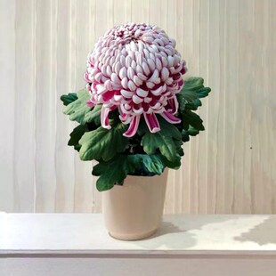 国华圣者 梦想园  江城等  国华系列大菊花苗B3组【鲁虹园艺】