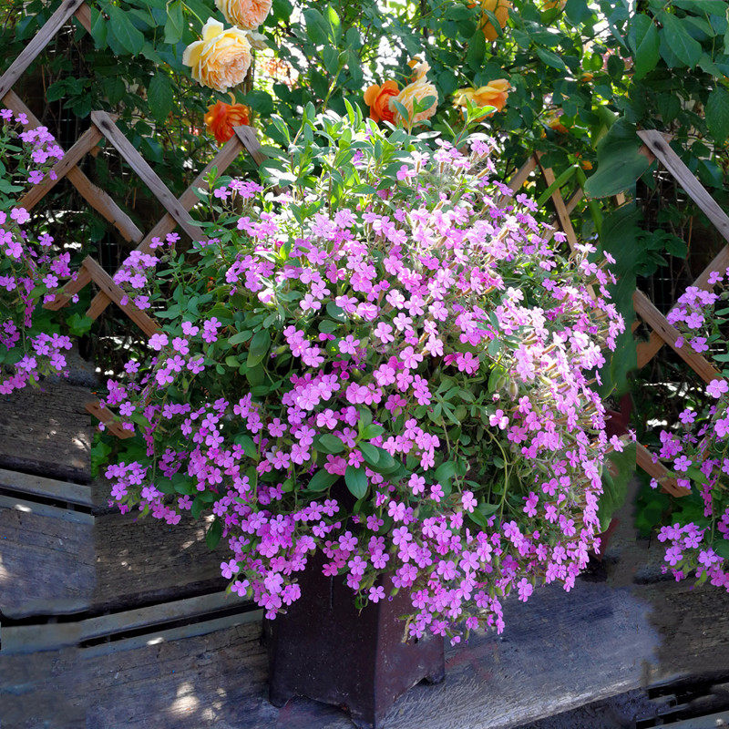岩生 肥皂草  粉红小短裙  多年生耐寒宿根岩生花卉【鲁虹花卉】,鲜花速递/花卉仿真/绿植园艺,宿根/地被植物,淘宝优惠券,粉丝福利购,淘宝优惠卷