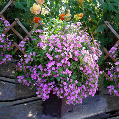 鲁虹宿根花卉春秋肥皂草花苗