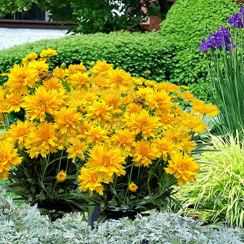 金鸡菊耐寒宿根鲁虹叠日花园四季