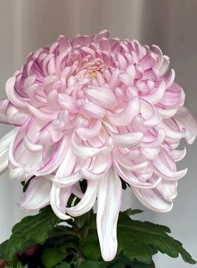菊花秋菊大菊鹅毛粉黛瑞云殿