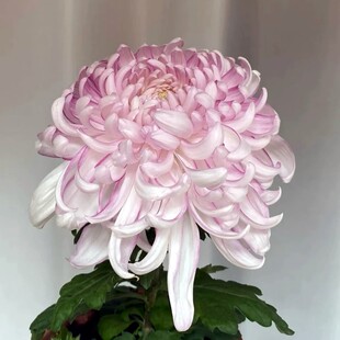 瑞云殿 春潮涌 华严的龙 荷包蛋等 传统大菊花苗A1组【鲁虹花卉】
