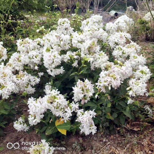 重瓣多年生耐寒耐热宿根花卉