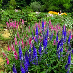 穗花婆婆纳花苗  无性系琉璃婆婆纳  耐寒宿根花卉【鲁红园艺】