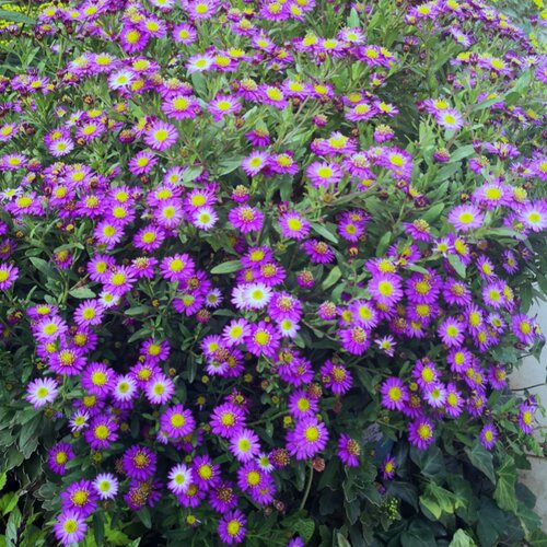 野甘菊“望都菊”盆苗  清新易养 耐寒耐热宿根花卉 【鲁虹花卉】 - 封面