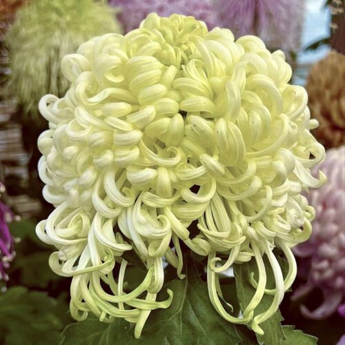 菊花大菊秋菊菊花苗