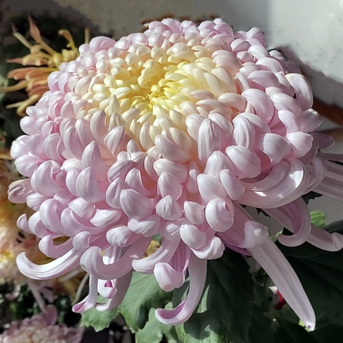 菊花秋菊大菊菊花苗