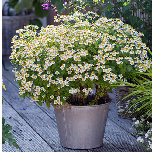 宿根鲁虹洋甘菊花卉庭院春秋四季