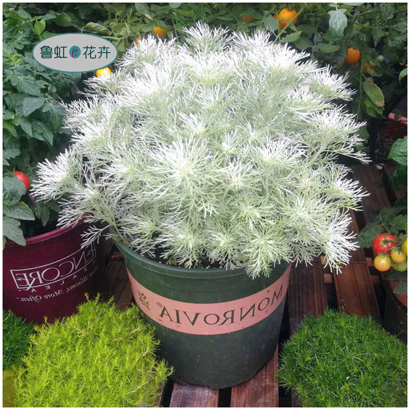 朝雾草花苗  庭院花境植物  耐热耐寒多年生宿根植物【鲁虹花卉】