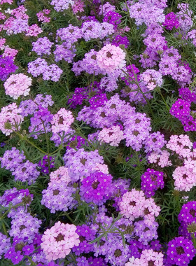 蔓生细叶美女樱祥和各色  多年生耐热耐雨花开不断  【鲁红园艺】