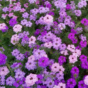 蔓生细叶美女樱祥和各色 多年生耐热耐雨花开不断 【鲁红园艺】