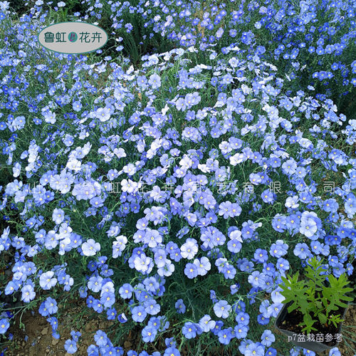耐寒花卉蓝亚麻花宿根花园春秋