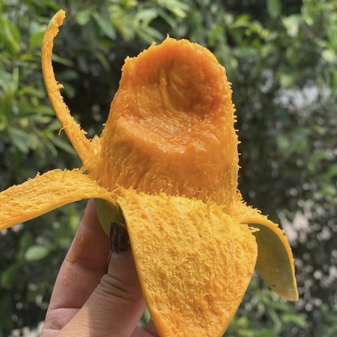 林间觅蜜攀研二号椰奶无丝芒果
