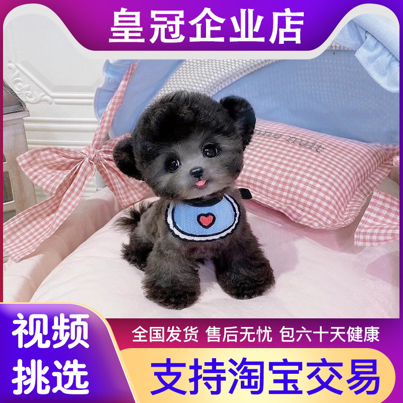 纯种泰迪幼犬贵宾犬长不大宠物狗狗活幼体茶杯犬小型犬飞耳灰泰迪