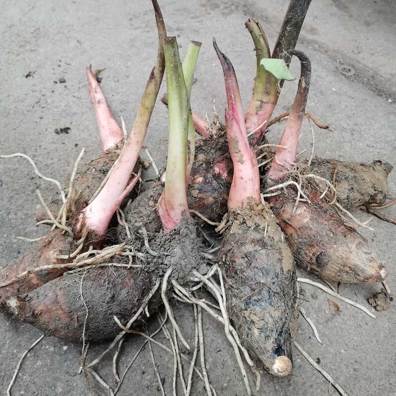 正宗江西红芽芋头种苗芋仔种子苗新鲜蔬菜小芋艿秧苗香糯芋子