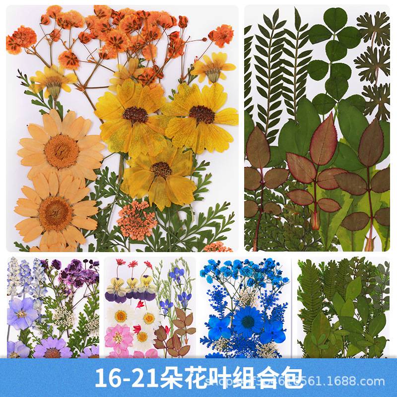 干花压花真花树叶材料包pressed