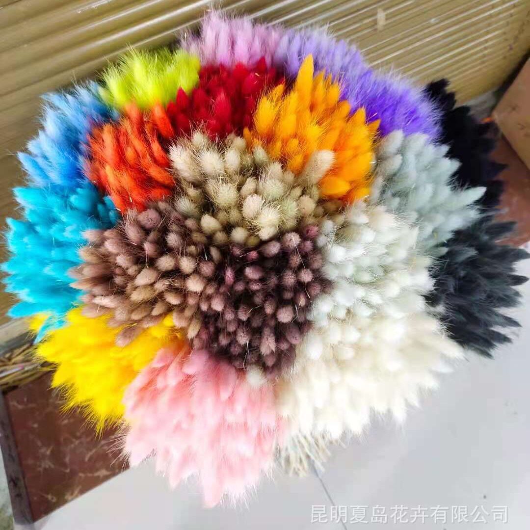 【兔尾草】60支每束 真花干花干枝干草 花盒包花材料
