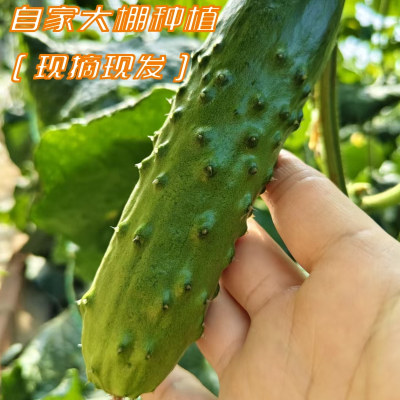 水果黄瓜，更大更脆果肉更多