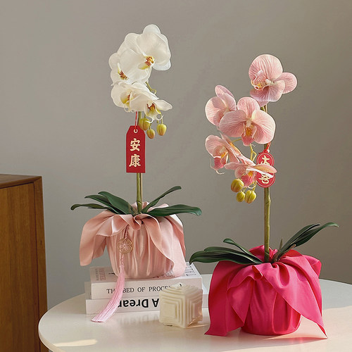 时尚家居金圆盆单头蝴蝶兰