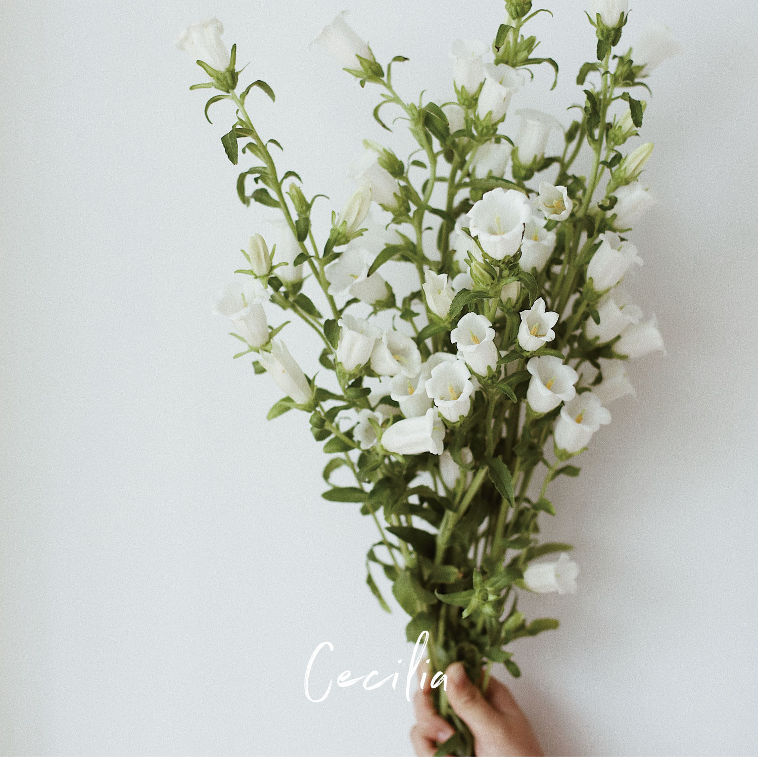 cecilia 风铃草鲜切花 小清新当季鲜花生日祝福送礼 云南直发空运