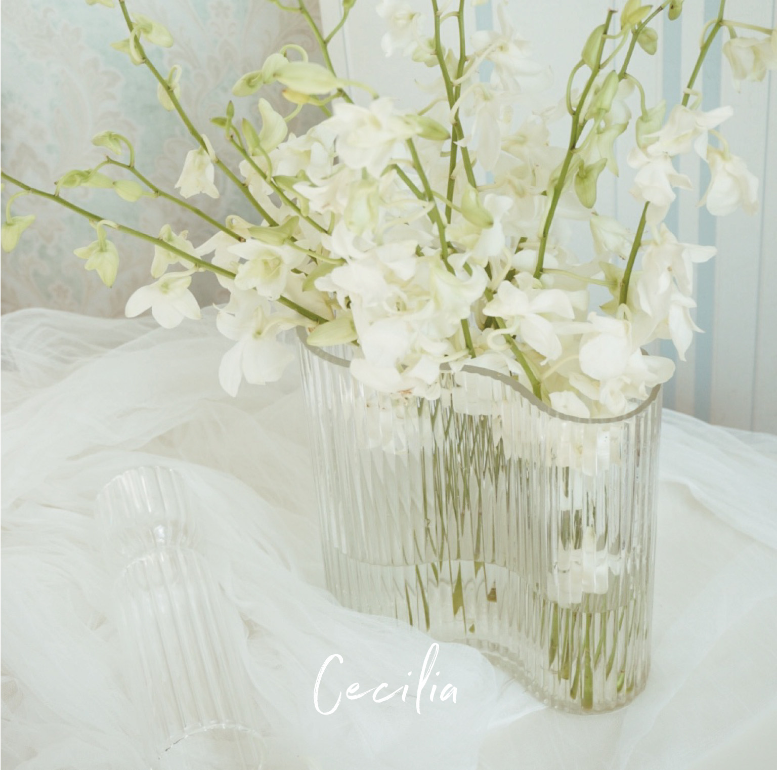 cecilia 进口泰国洋兰鲜花 生日家用办公室水养插花 云南空运直发