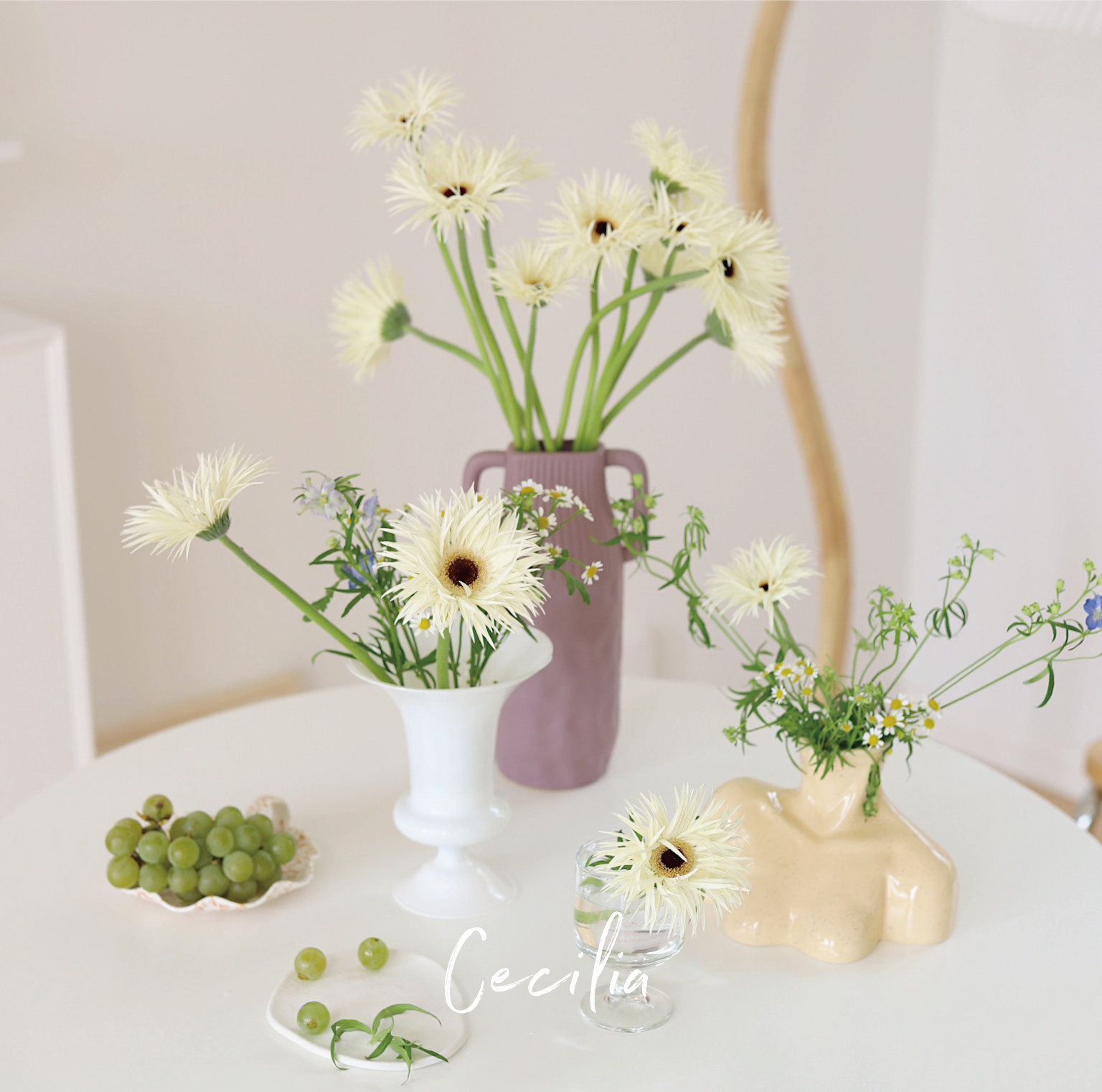 cecilia 拉丝弗朗非洲菊小众鲜花太阳花居家插花云南基地直发空运