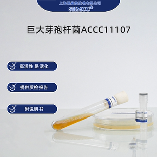 二代巨大芽孢杆菌ACCC11107 微生物肥料 解磷菌 农业用菌 上海