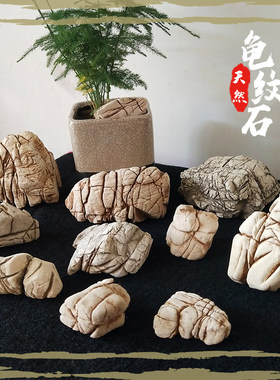 精品天然微观园林龟纹石