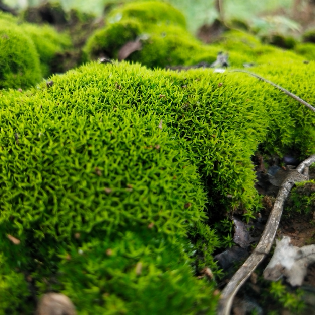 鲜活野生青苔藓微景观生态瓶diy盆景假山装饰水陆缸植物造景材料