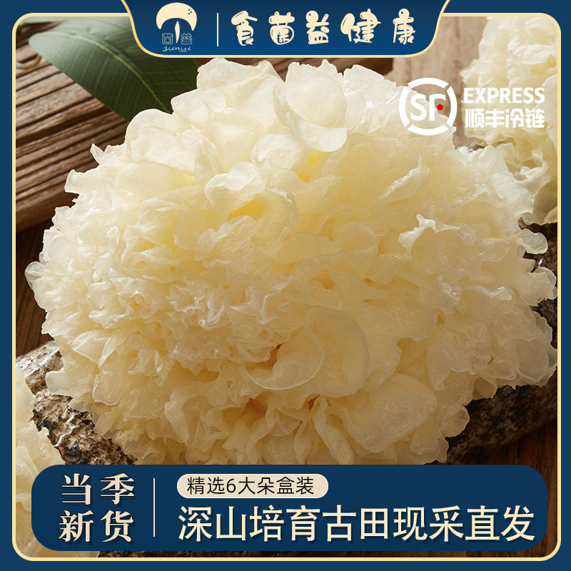 菌益新鲜银耳古田糯银耳
