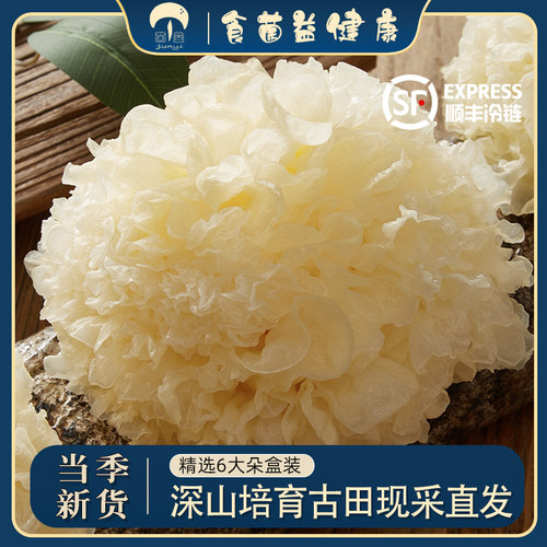 菌益新鲜银耳古田糯银耳