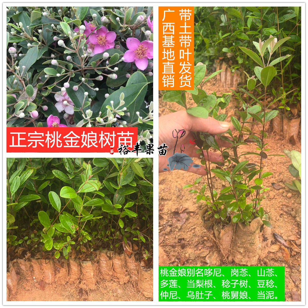 广西桃金娘树苗岗菍山菍稔子树苗药材种子/种苗