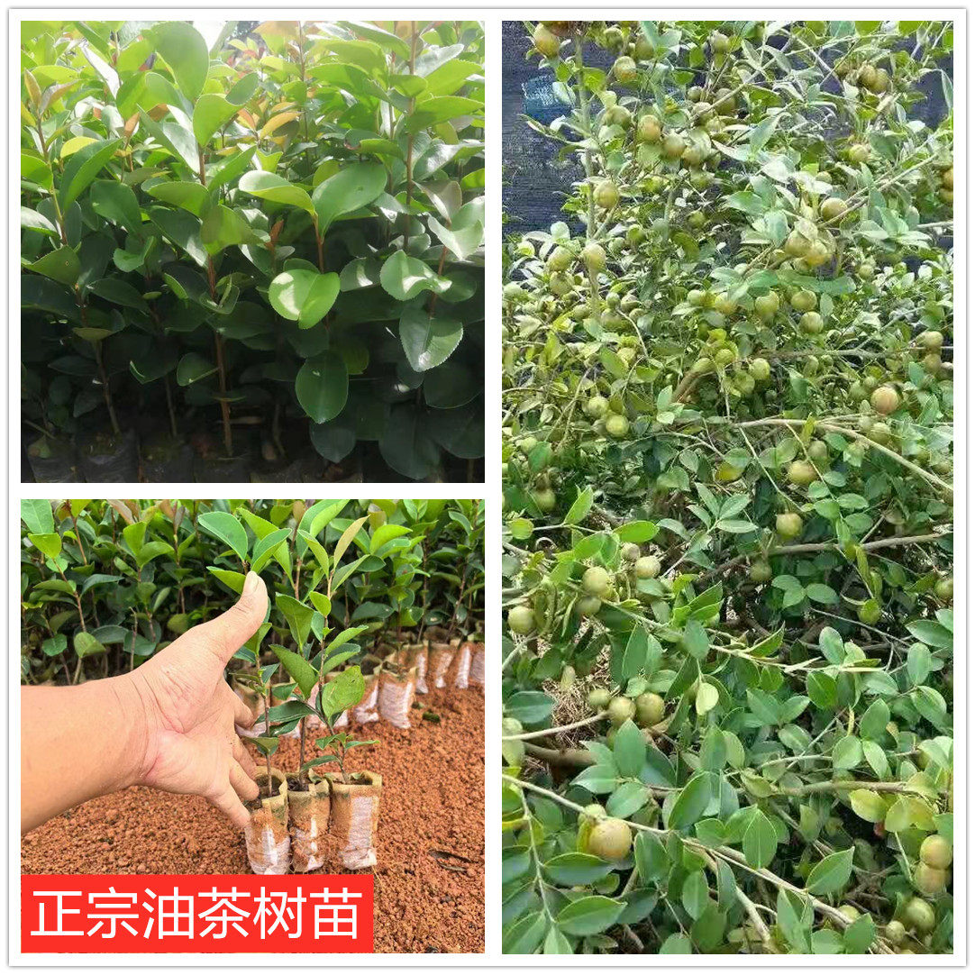 广西正宗高产白花油茶软枝油茶营