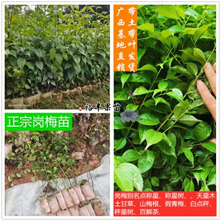 广西正宗岗梅称星树土甘草天星木百解茶山梅根树苗凉茶料种子种苗