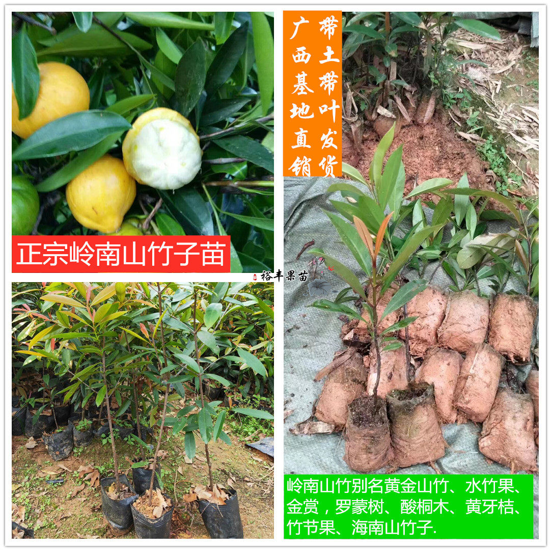 正宗广西岭南山竹黄金山竹老蒙树黄牙桔粘牙子庭院风景果树苗包邮