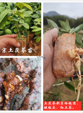 广西土茯苓种子种苗冷饭团硬饭头红土苓南北可种袋苗带泥发货包邮
