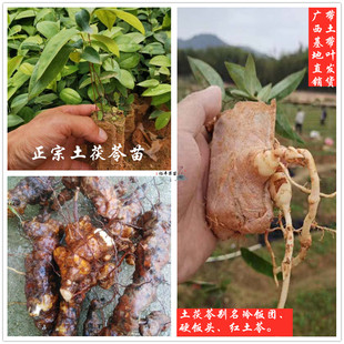 广西土茯苓种子种苗冷饭团硬饭头红土苓南北可种袋苗带泥发货包邮
