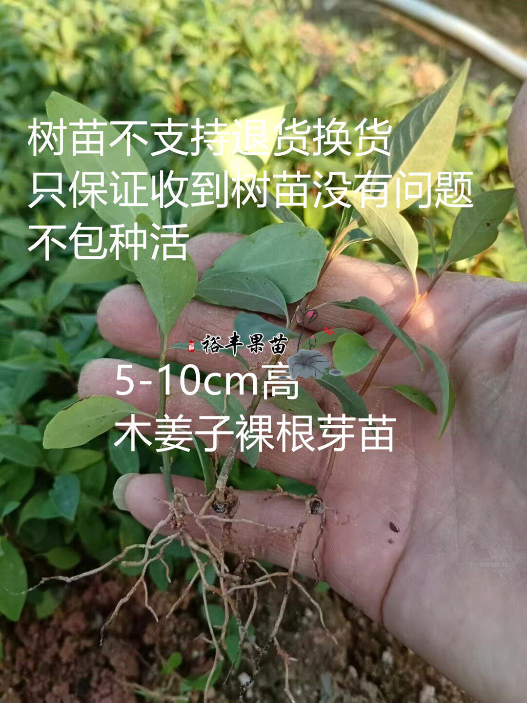 广西正宗山苍子木姜子山胡椒种子5-15cm芽苗幼苗奶苗裸根苗种苗