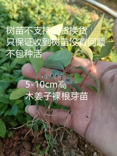 广西正宗山苍子木姜子山胡椒种子5-15cm芽苗幼苗奶苗裸根苗种苗