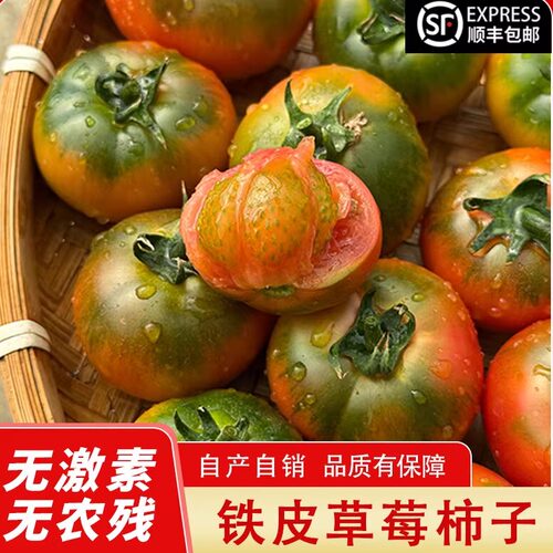 草莓柿子碱地番茄新鲜孕妇放心吃