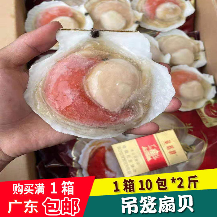 新鲜冰冻吊笼扇贝烧烤半成品食材扇贝