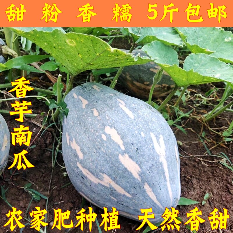江永香芋南瓜贝贝南瓜板栗南瓜粉糯南瓜甜南瓜包邮婴儿辅食宝宝营