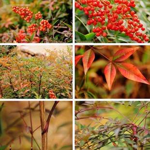 南天竹·28元·直播间一物一拍主播讲解下单专属链接含邮商品