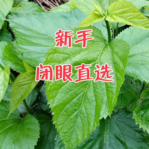 直播分享  现摘新鲜桑叶喂蚕宝宝嫩桑叶子学生养蚕食物老师推荐