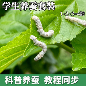 白色蚕宝宝活物幼虫活体春蚕卵学生养蚕套装小蚕1234龄送新鲜桑叶