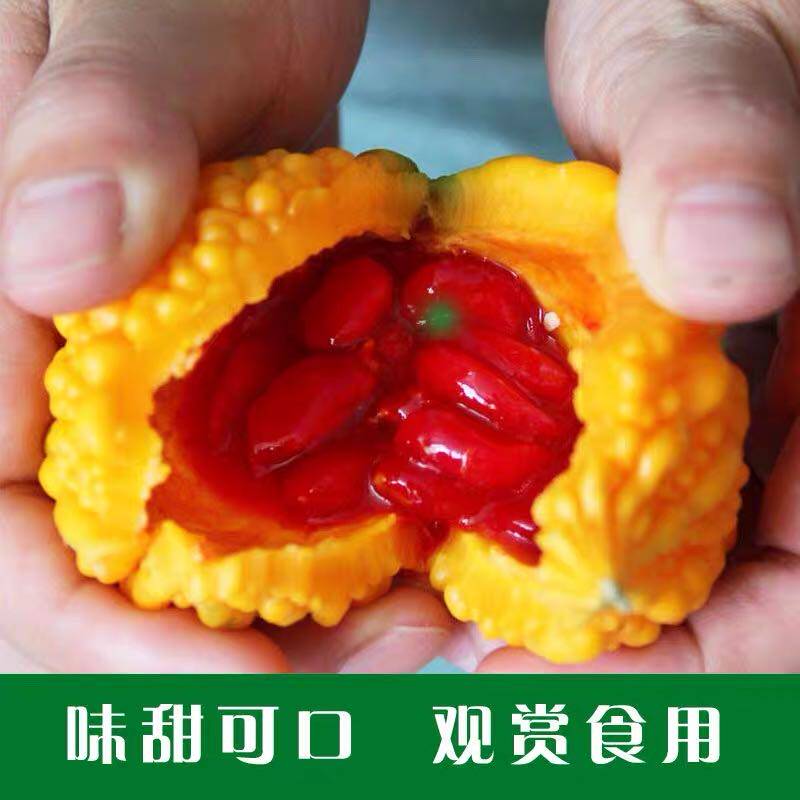 【金铃子水果】新鲜现摘赖葡萄小癞瓜黄金瓜金癞瓜小苦瓜3斤顺丰